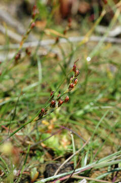 Image of black needle rush