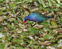 Image of Swamphen