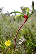 Image of bloodwort family