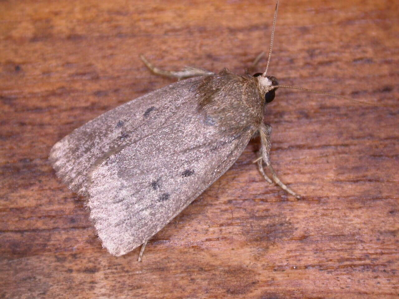 Image of mouse moth