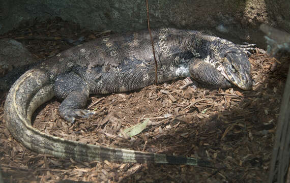 Imagem de Varanus salvator (Laurenti 1768)