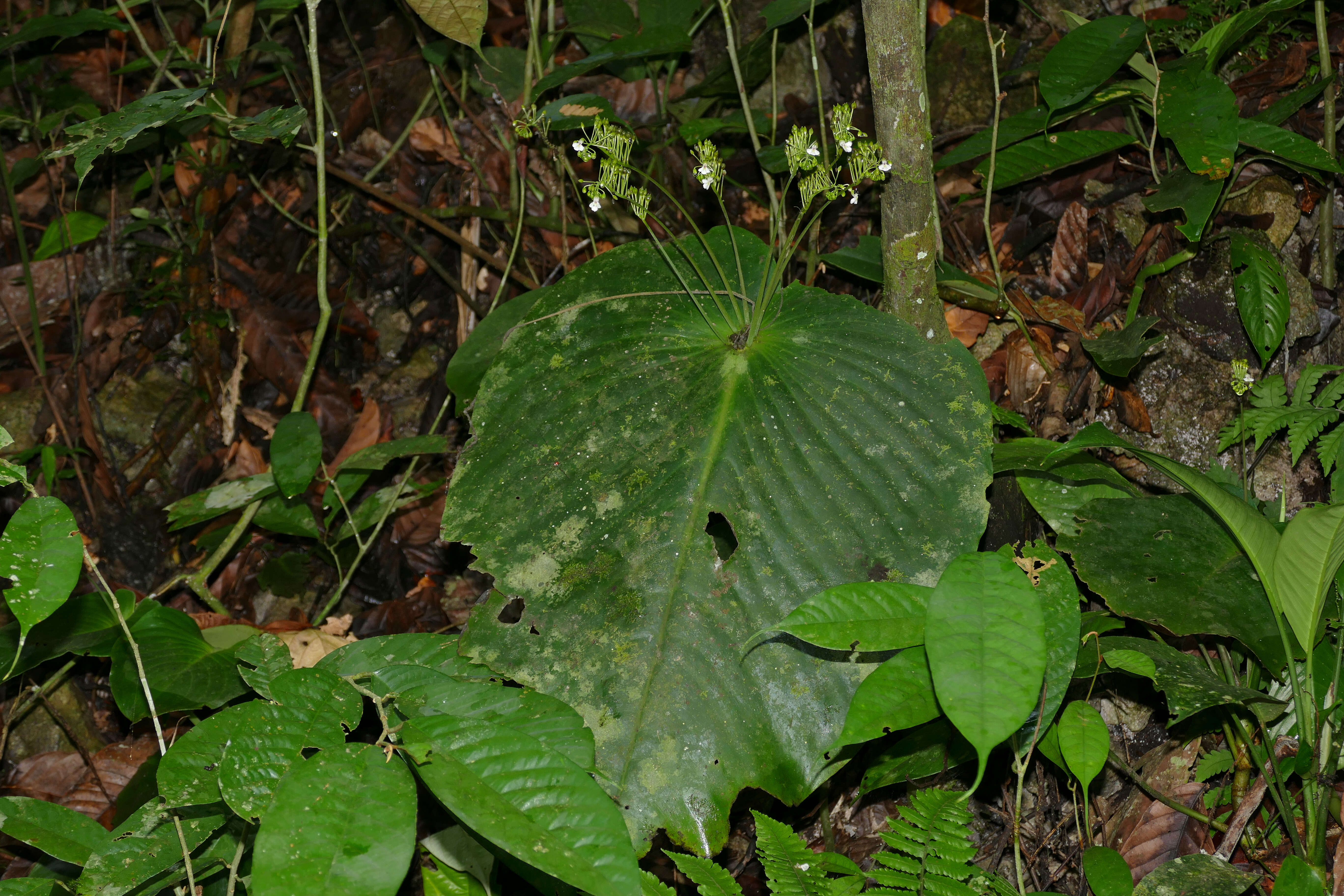 Image of Monophyllaea