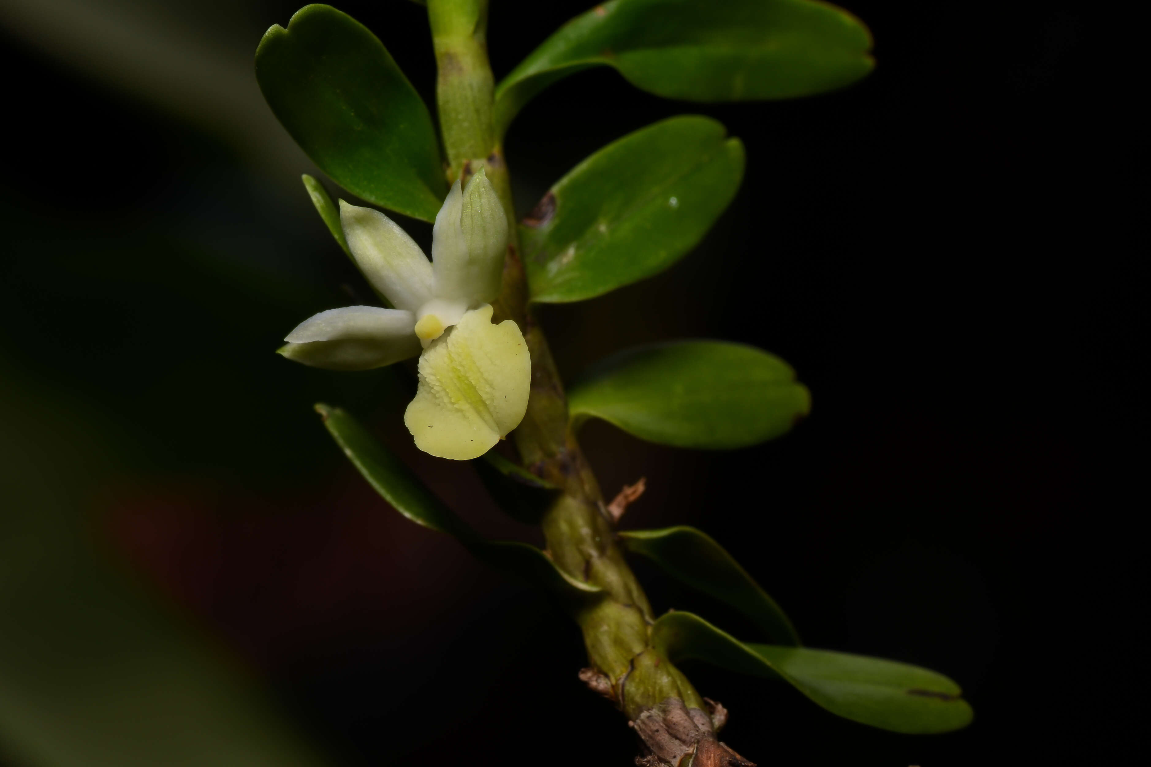 Image of Dendrobium connatum (Blume) Lindl.