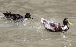 Image of Common Mallard