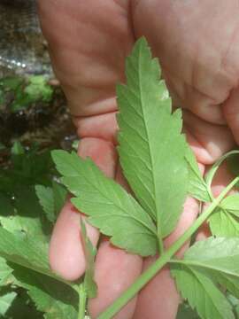 Image of spotted water hemlock