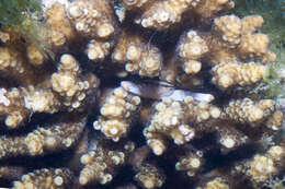 Image of Face-banded coral crab