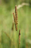 Image of Dogstail grass