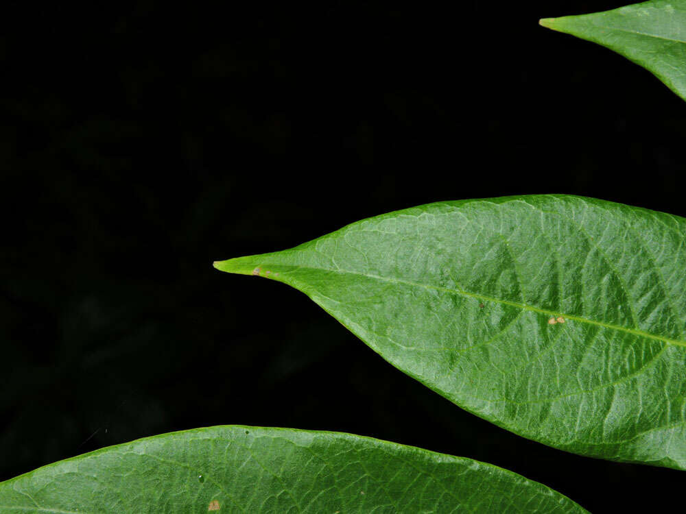 Image of Phyllanthus skutchii Standl.