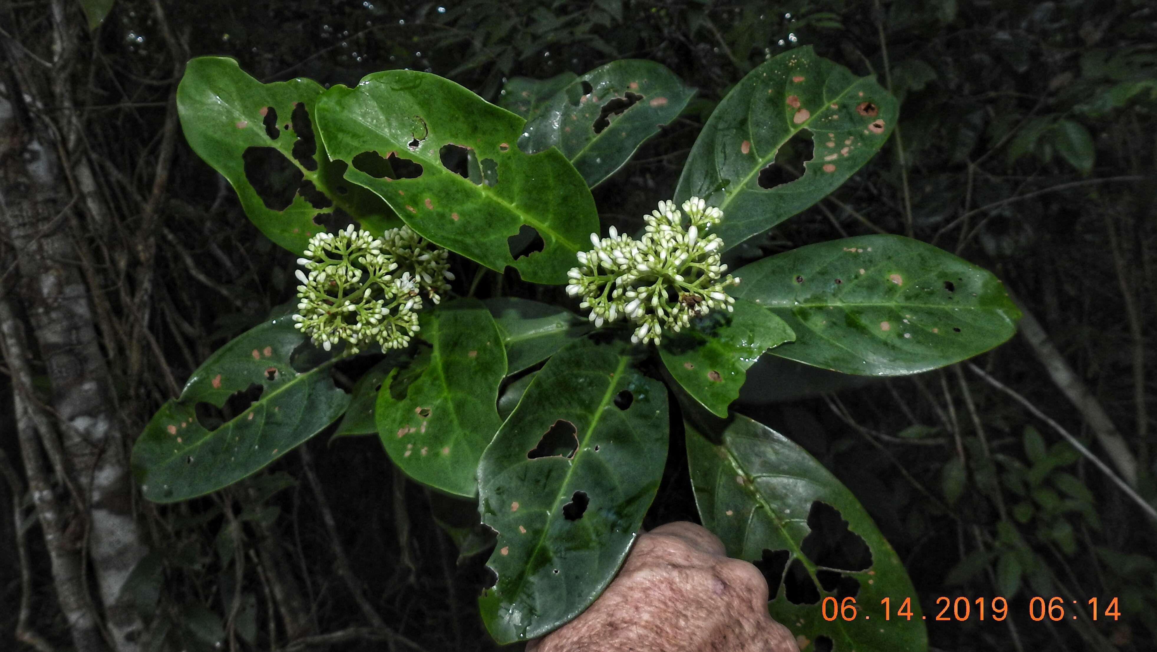 Image of Psychotria mapourioides DC.