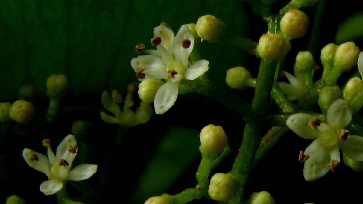 Image of Zanthoxylum tingoassuiba A. St.-Hil.