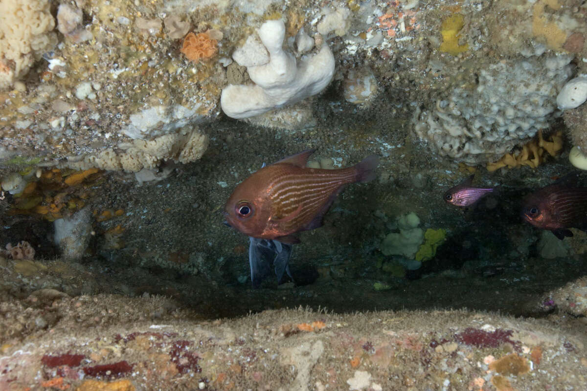 Image of Pempheris