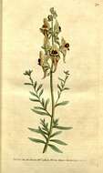 Image of Linaria tristis (L.) Mill.