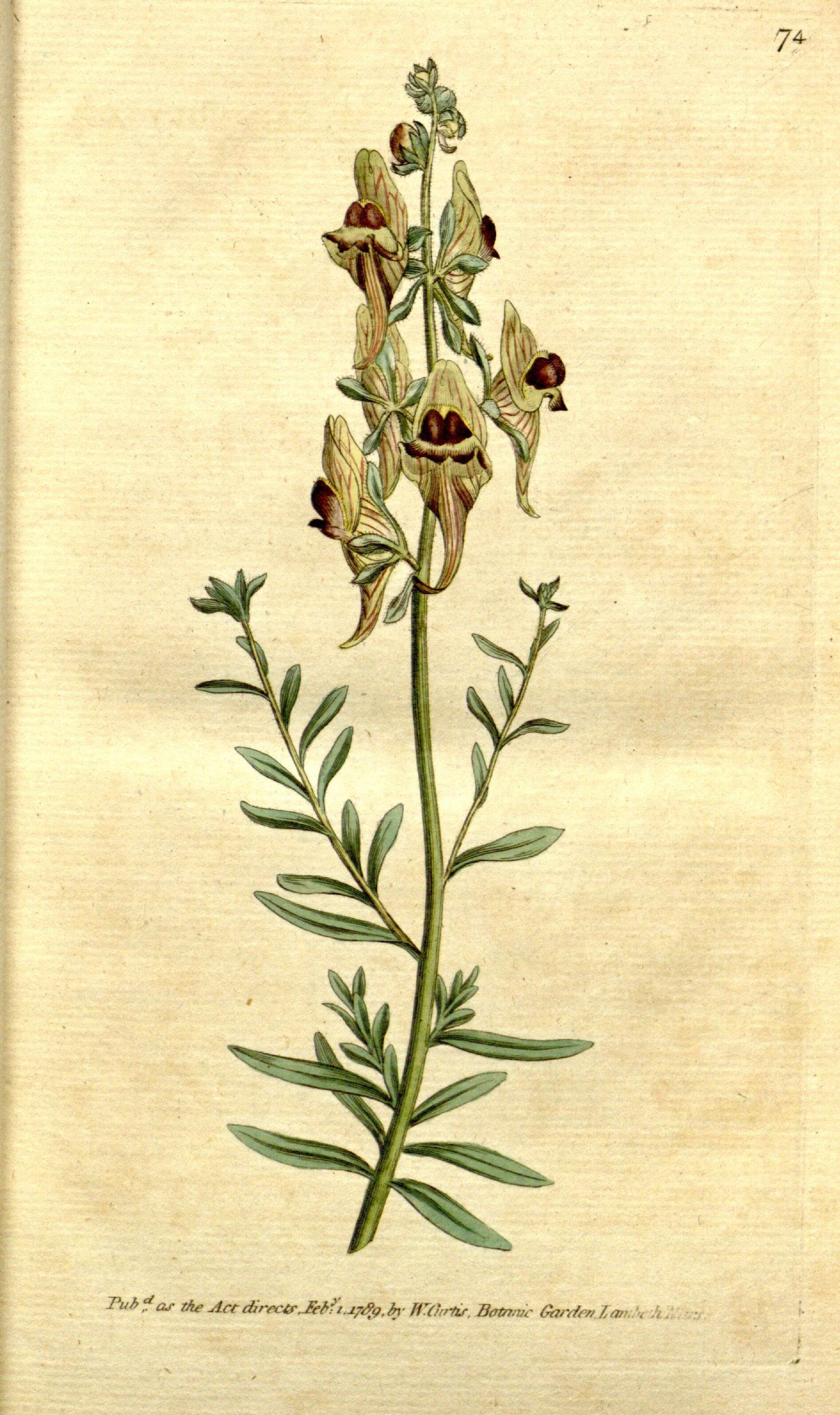 Plancia ëd Linaria tristis (L.) Mill.