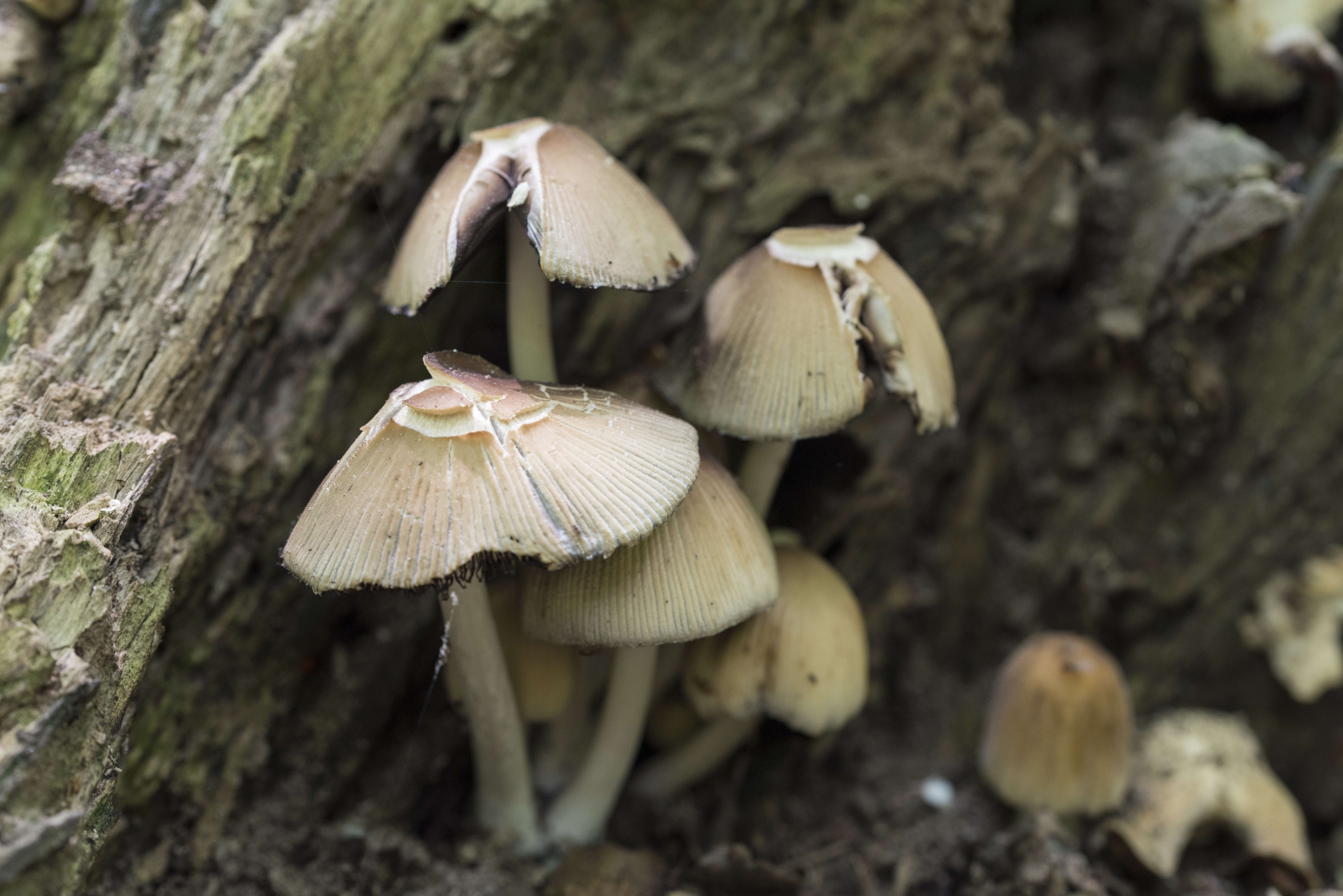 Image of Coprinellus