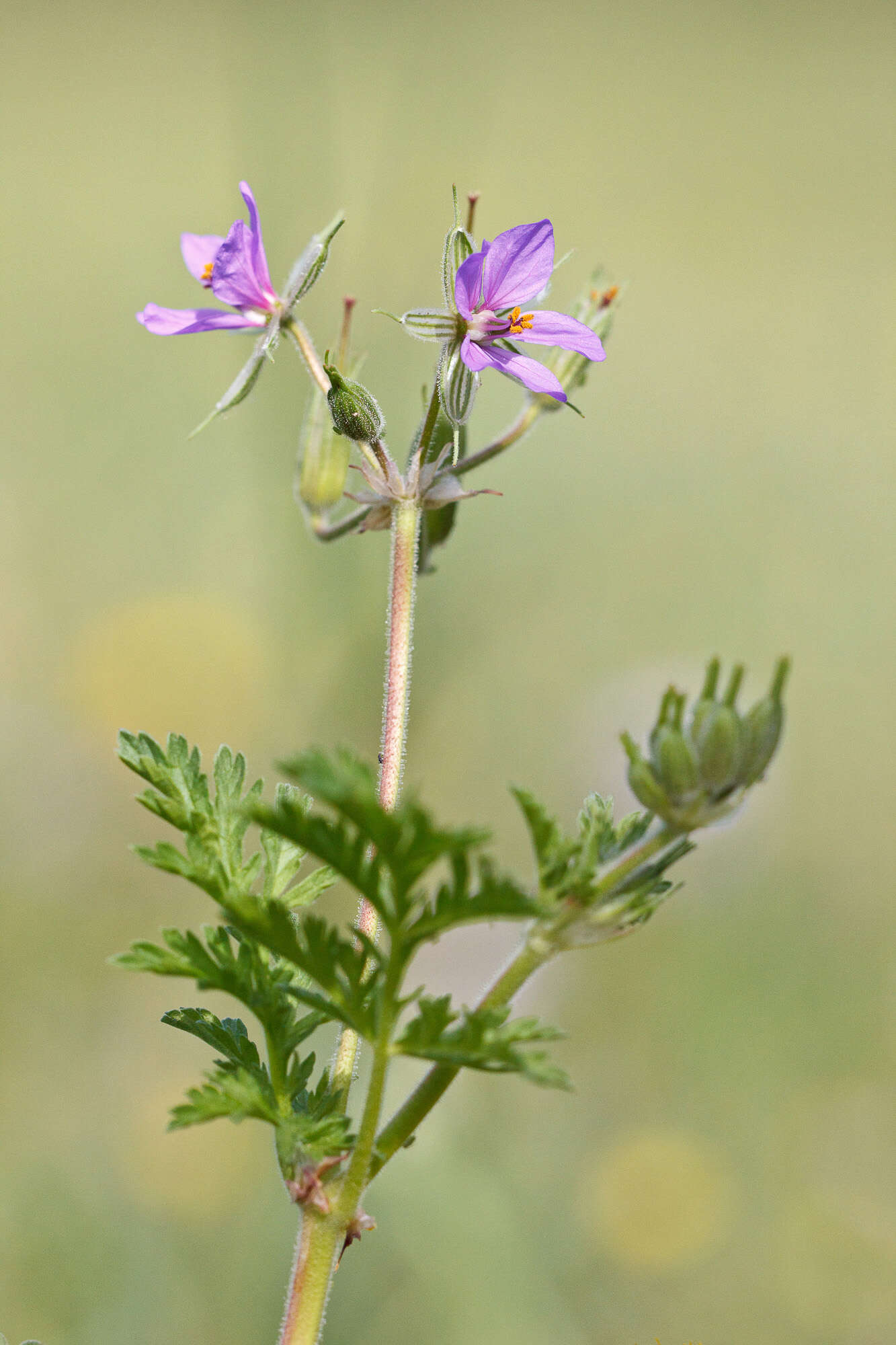 Image de Erodium ciconium (L.) L'Her.