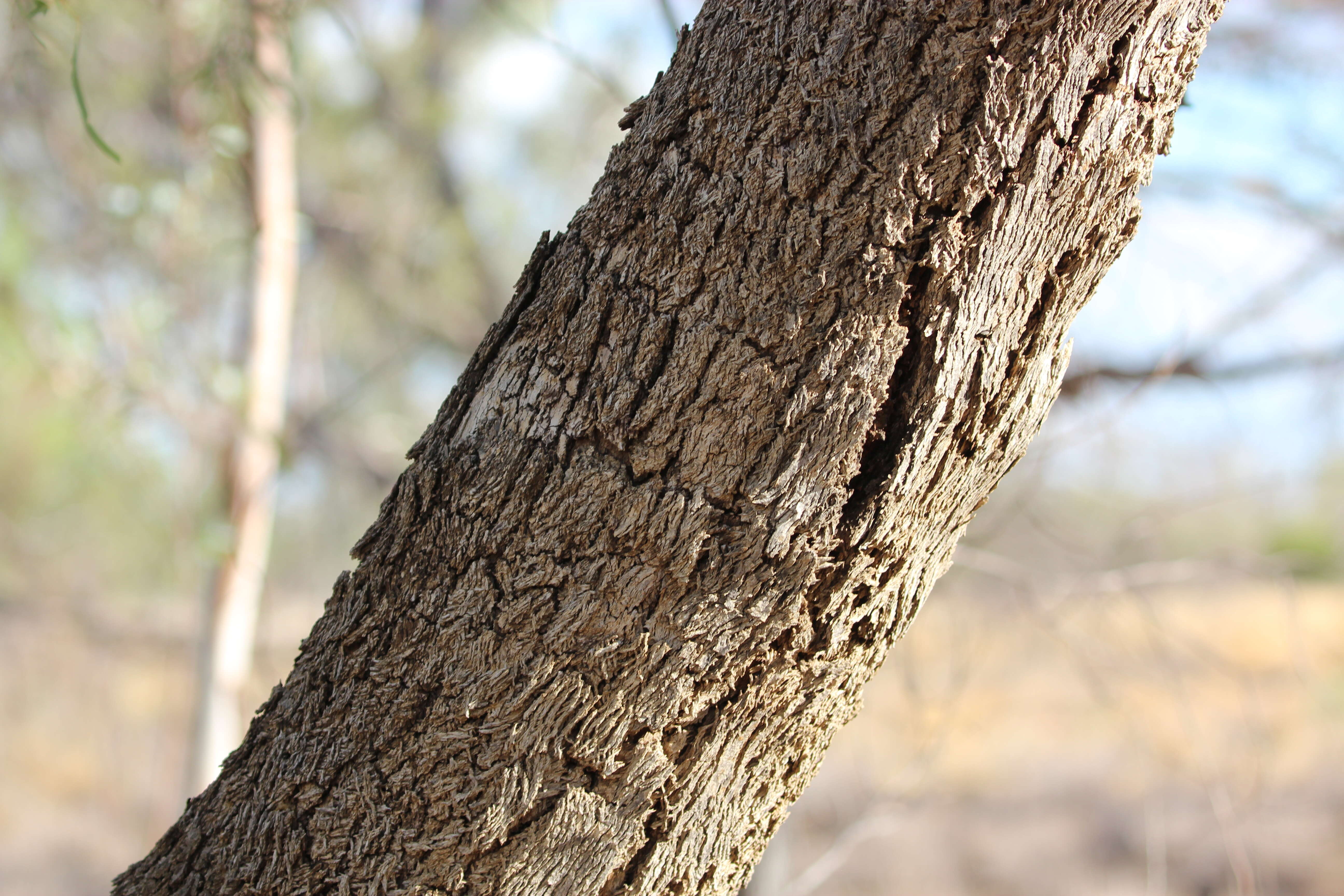 Imagem de Eucalyptus coolabah Blakely & Jacobs