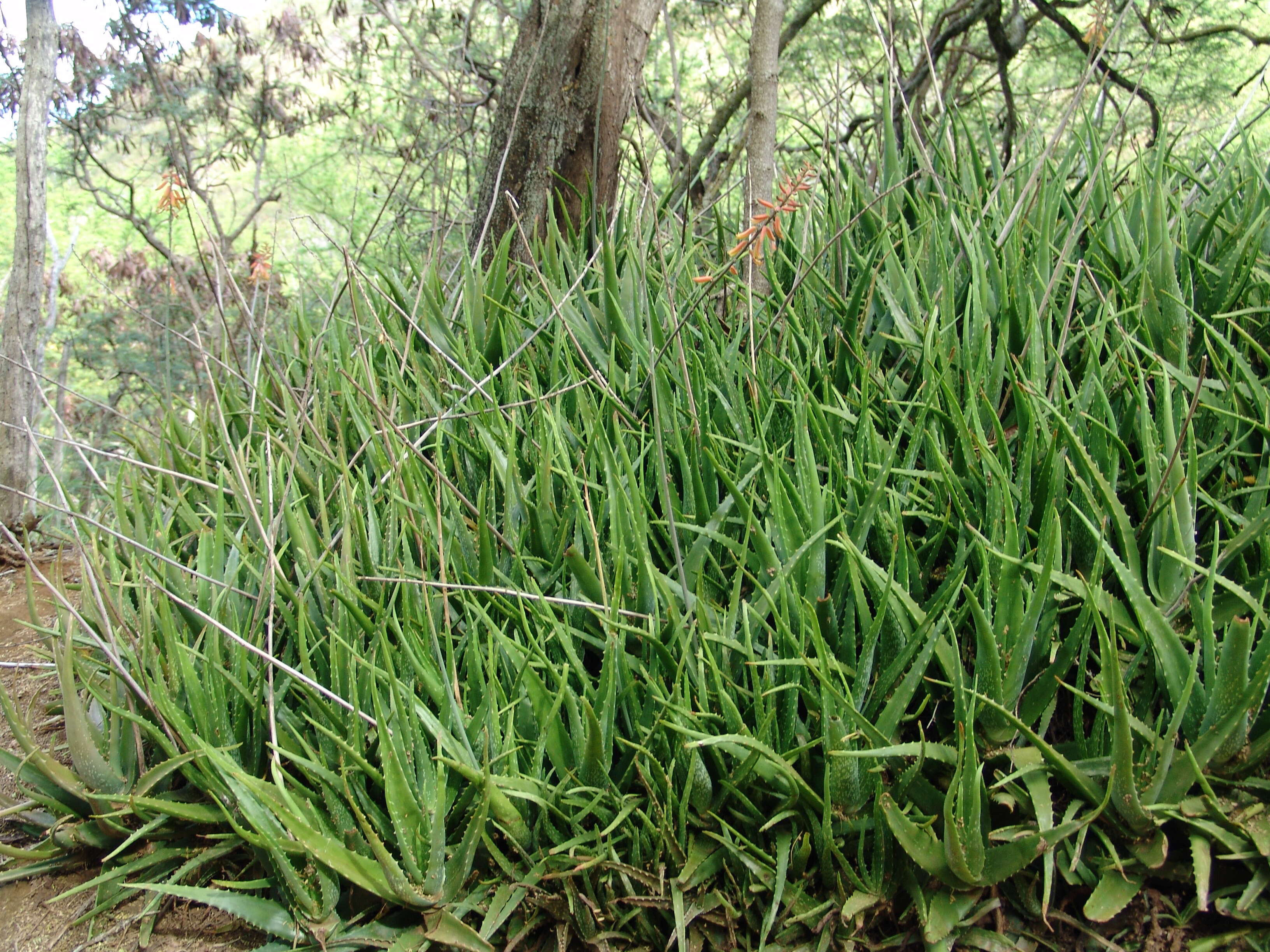 Image of aloe