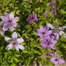 Image of Clematis