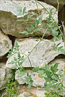 Image of fragrant clematis