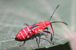 Image of Cotton Stainer