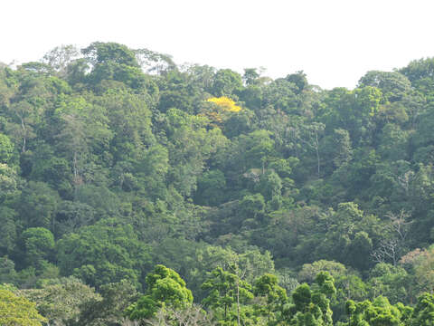 Image of Yellow trumpet tree