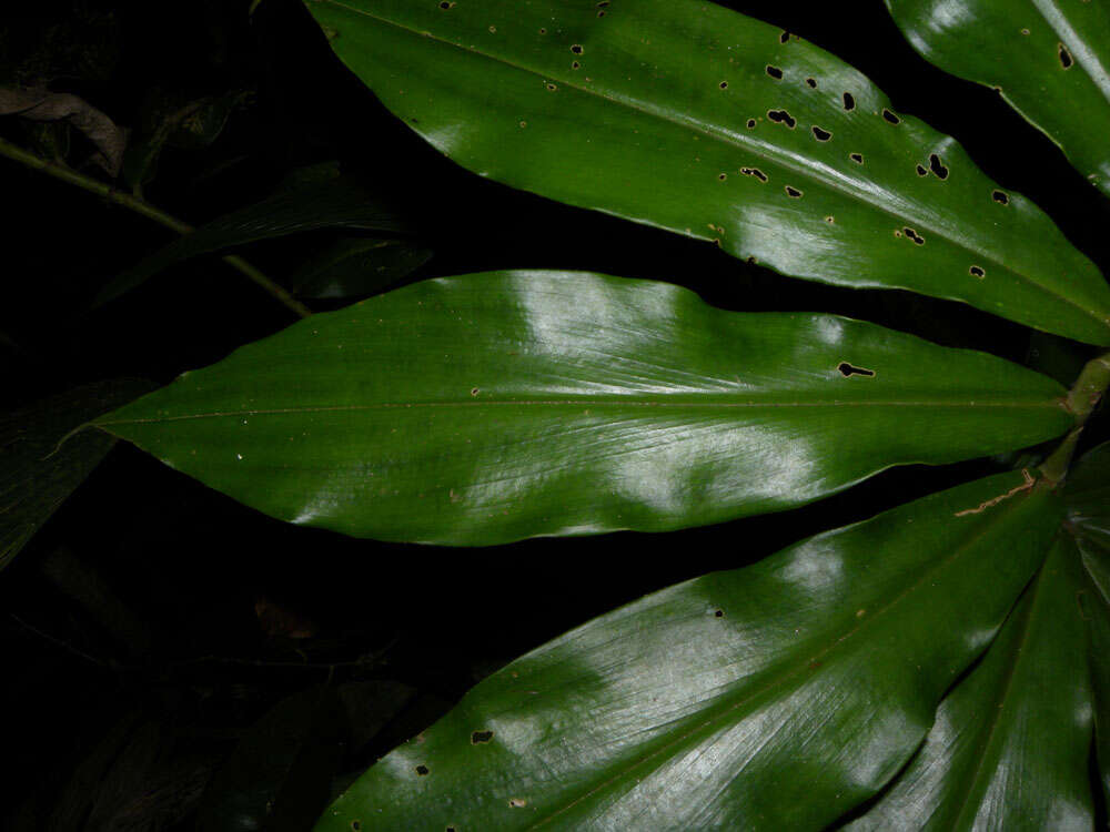 Image of Costus ricus Maas & H. Maas