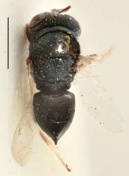 Слика од Dinarmus acutus (Thomson 1878)