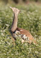 Image of Great Indian bustard