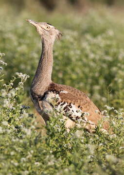 Image of Kori Bustard