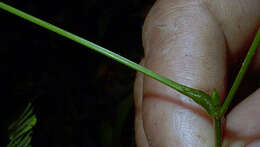 Image of Senegalia pteridifolia (Benth.) Seigler & Ebinger