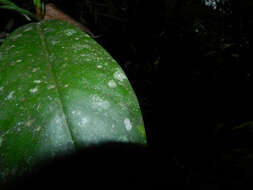 Image de Clusia amazonica Planch. & Triana