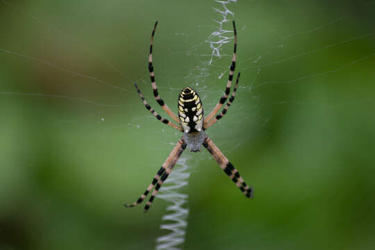 Image of Black-and-Yellow Argiope