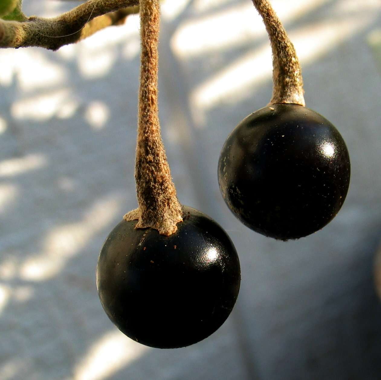 Image de Solanum nelsonii Dun.