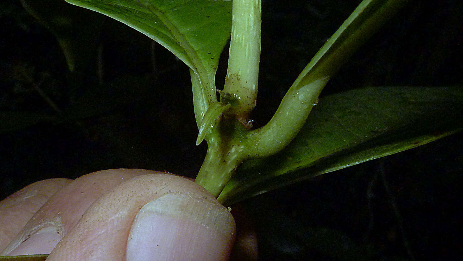 Image of Coussarea albescens (DC.) Müll. Arg.