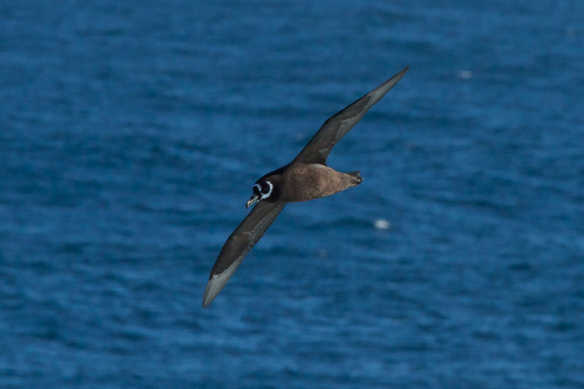 Image of Spectacled Petrel