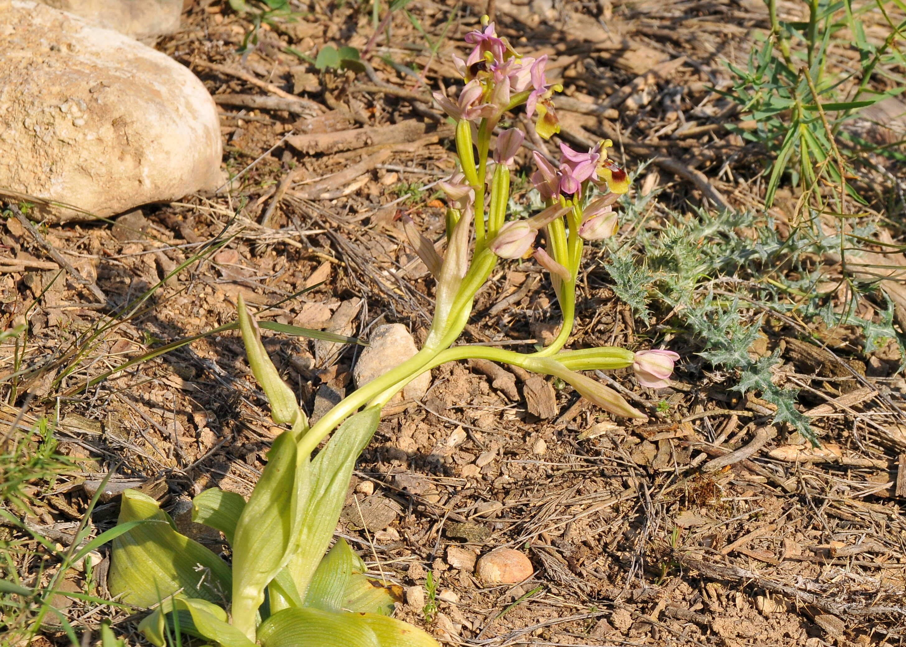 Image of Sawfly orchid