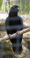 Image of Black Lory