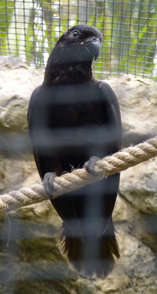 Image of Black Lory