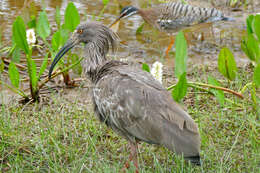 Image of Plumbeous Ibis