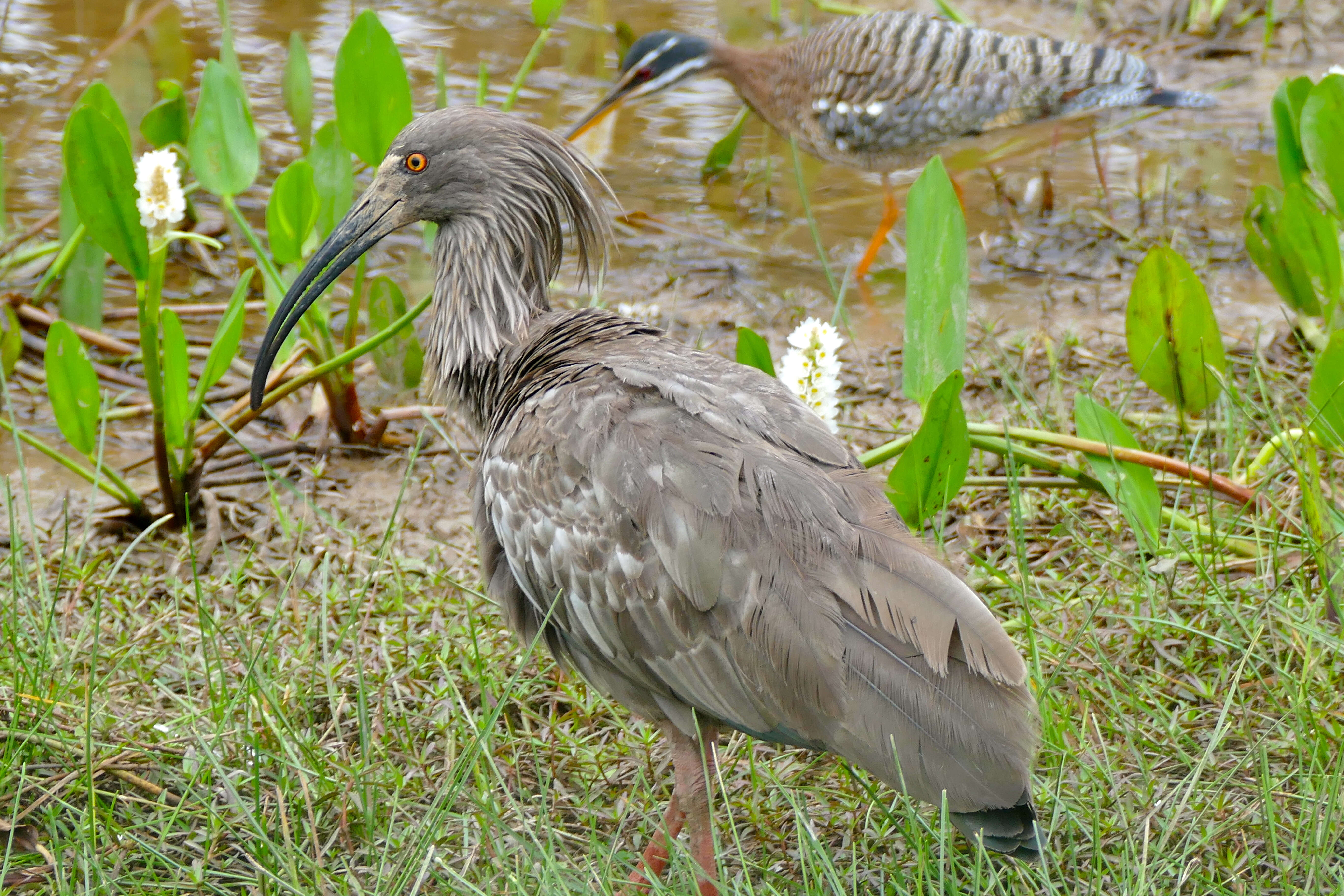 Image of Plumbeous Ibis