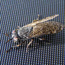 Image of common horse fly