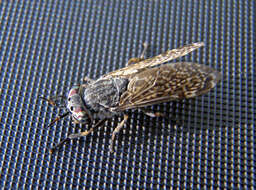 Image of common horse fly