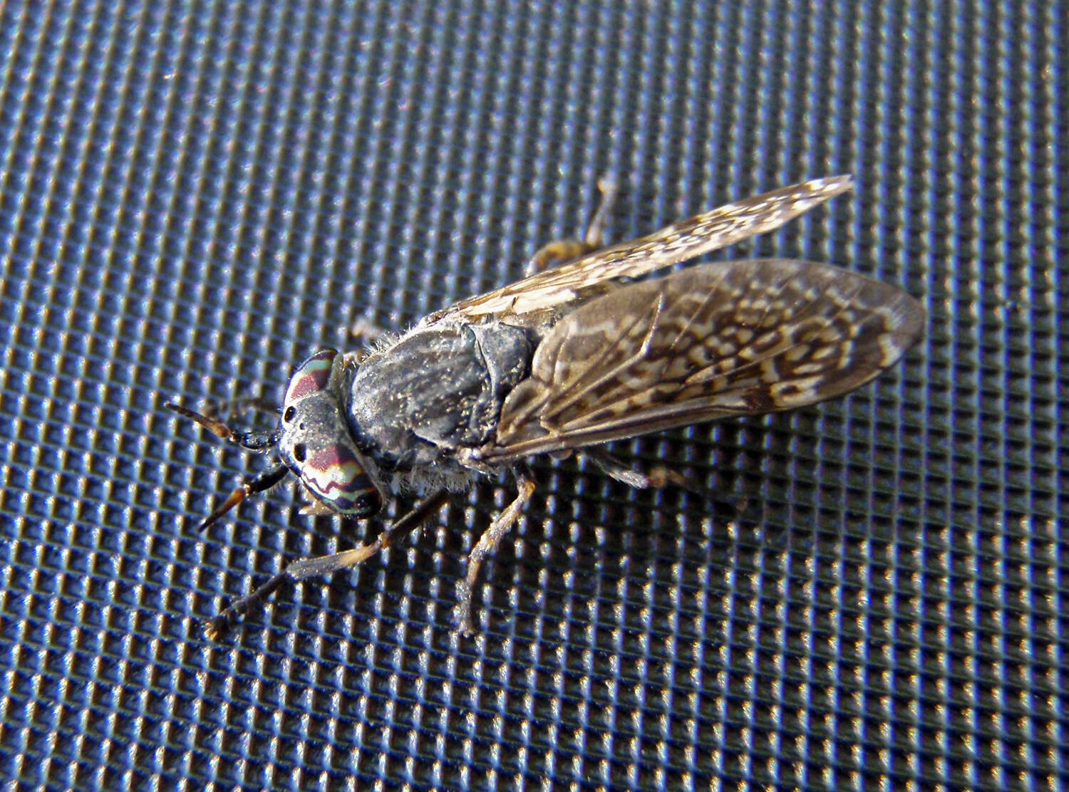 Image of common horse fly