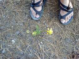 Imagem de Cymopterus lemmonii (J. M. Coult. & Rose) Dorn