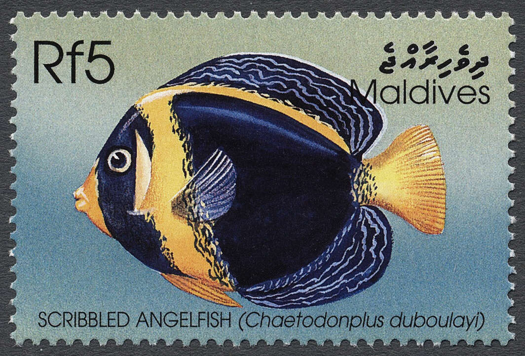 Image of Chaetodontoplus