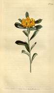 Image of Pultenaea daphnoides Wendl.