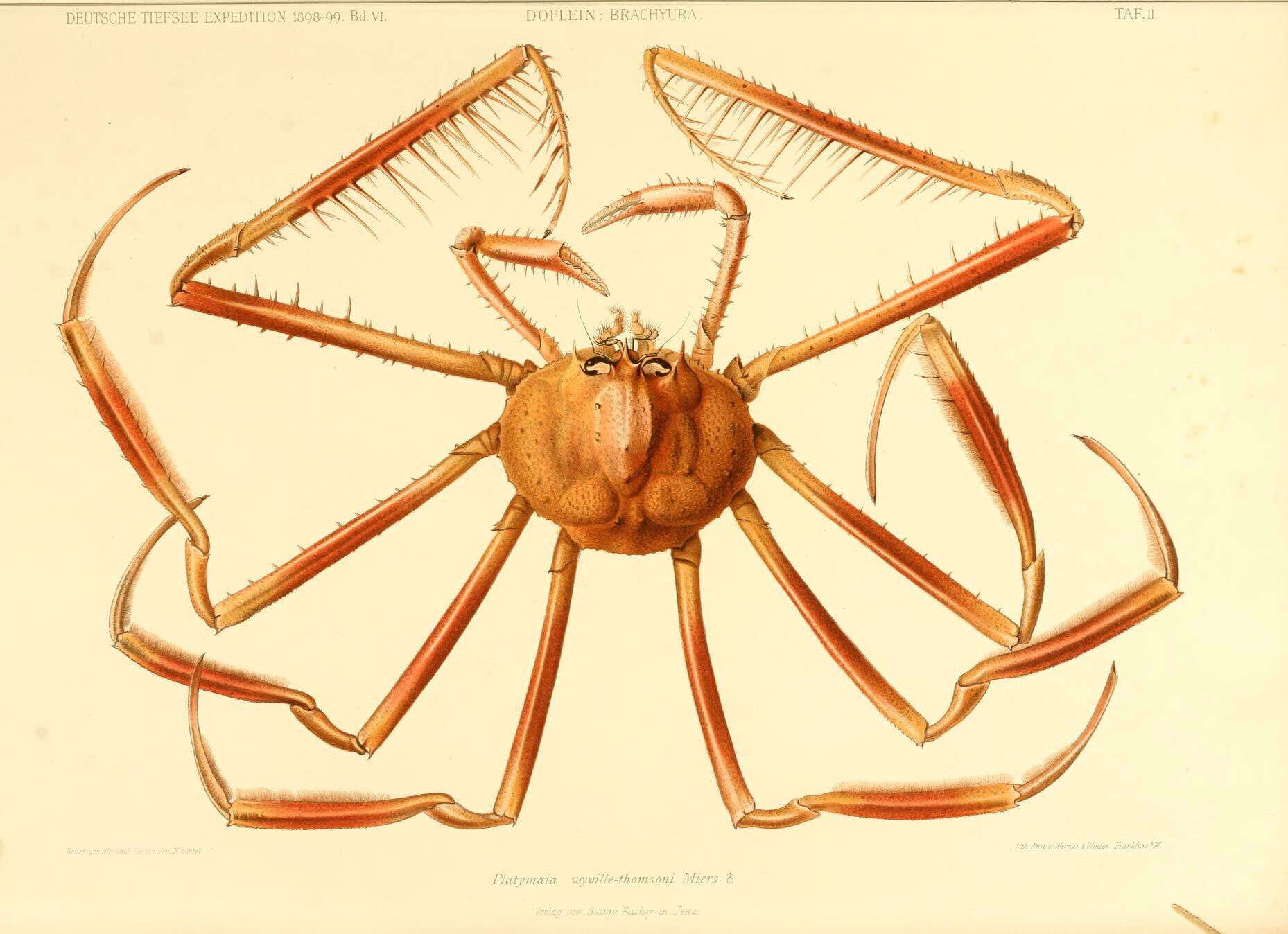 Слика од Majoidea Samouelle 1819