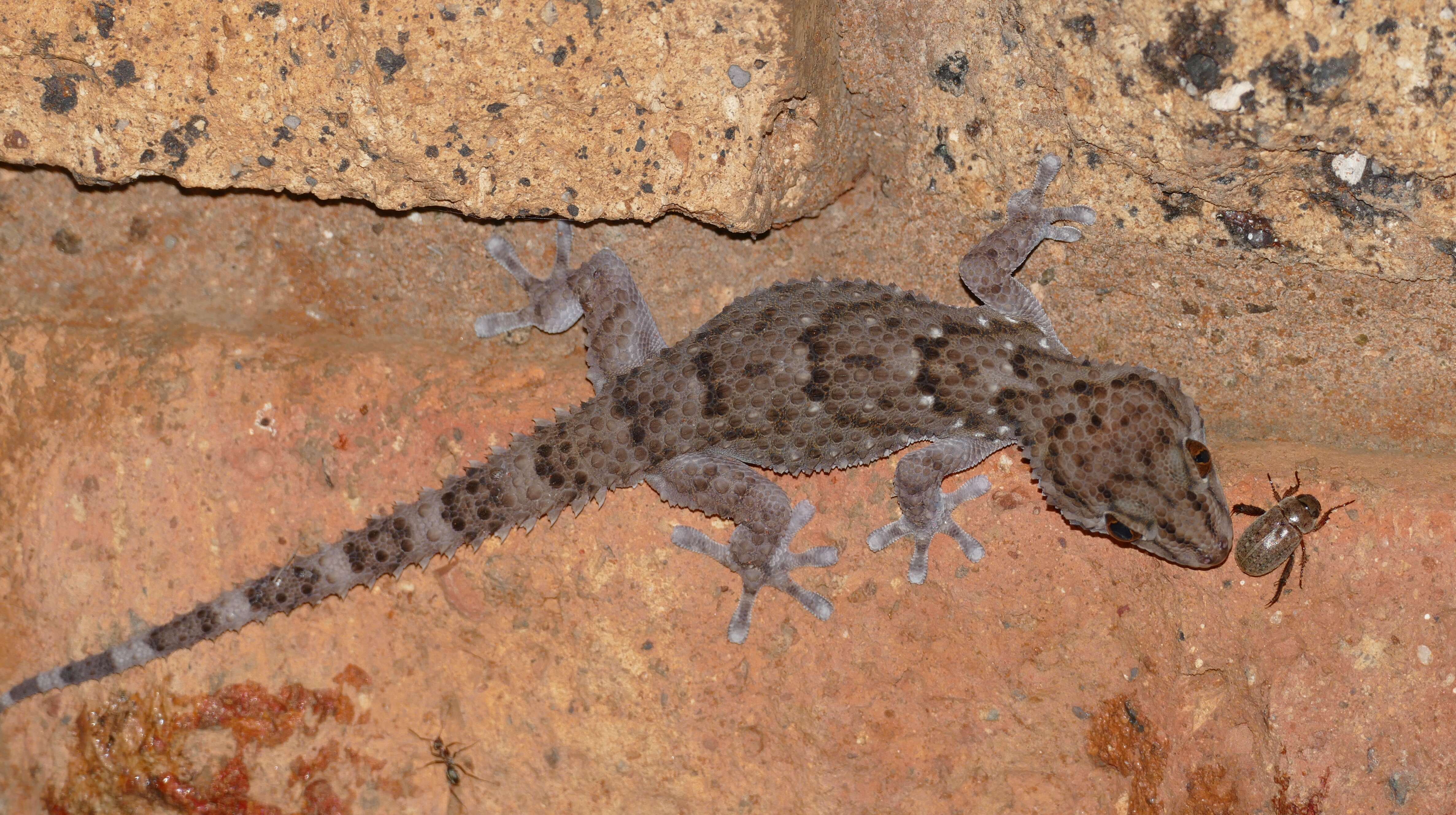 Chondrodactylus bibronii (Smith 1846) resmi