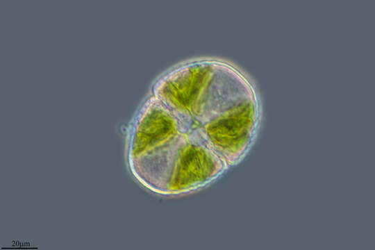 Image of Charophyta