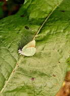 Plancia ëd Callophrys rubi (Linnaeus 1758)